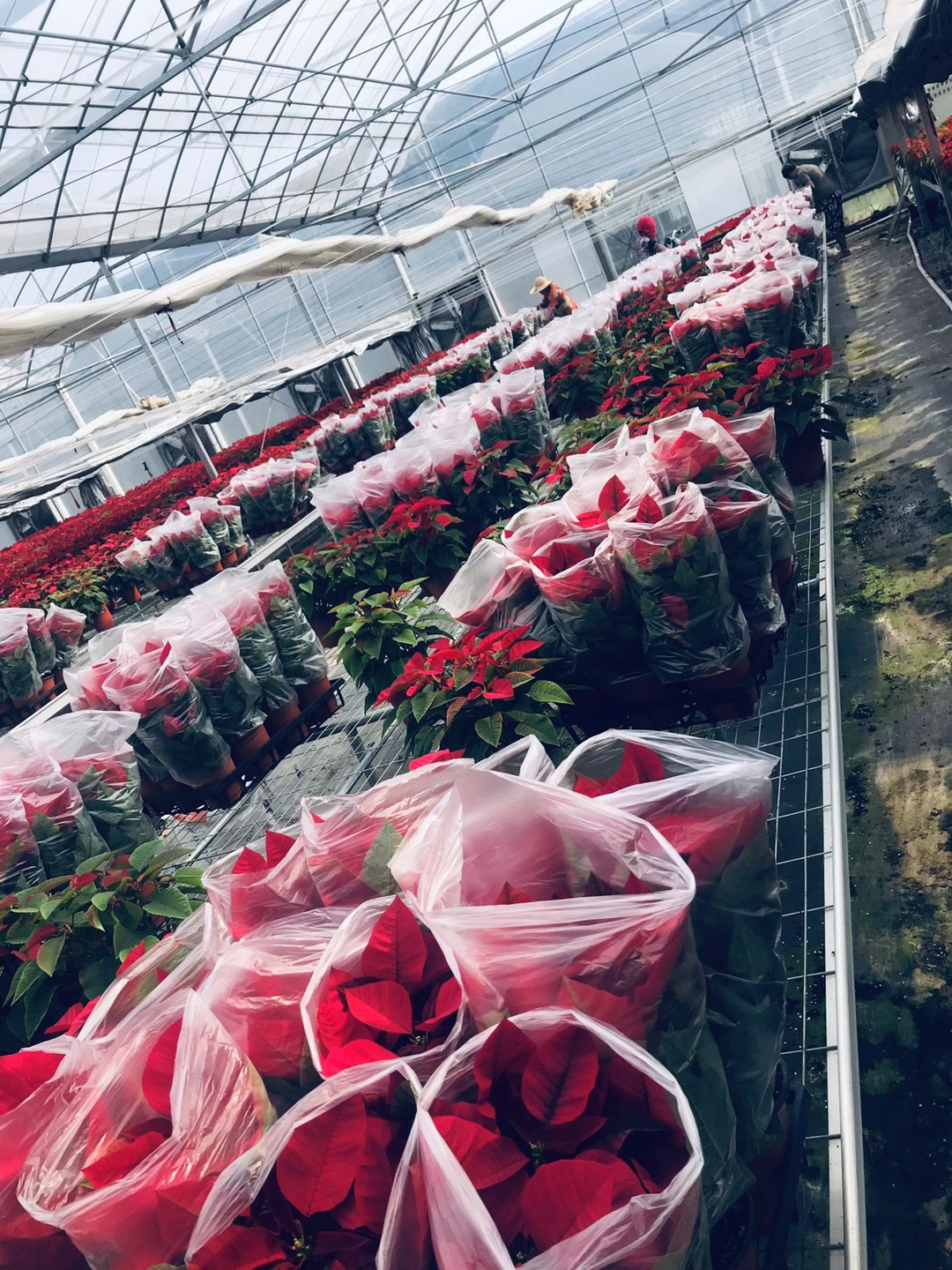 反季節(jié) 一品紅